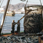 مكافحة الصيد غير القانوني تحظى بدعم الصين<br><span  style=' color: grey; text-align: right;'>بكين تصبح العضو رقم 108 في اتفاقية تدابير دولة الميناء</span>