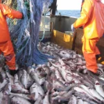 64.5% من مخزونات الأسماك تُستغل باستدامة (تقرير)<br><span  style=' color: grey; text-align: right;'>الفاو: رغم الأرقام الإيجابية لا تزال أنواع أعماق البحار مُعرضة للخطر</span>