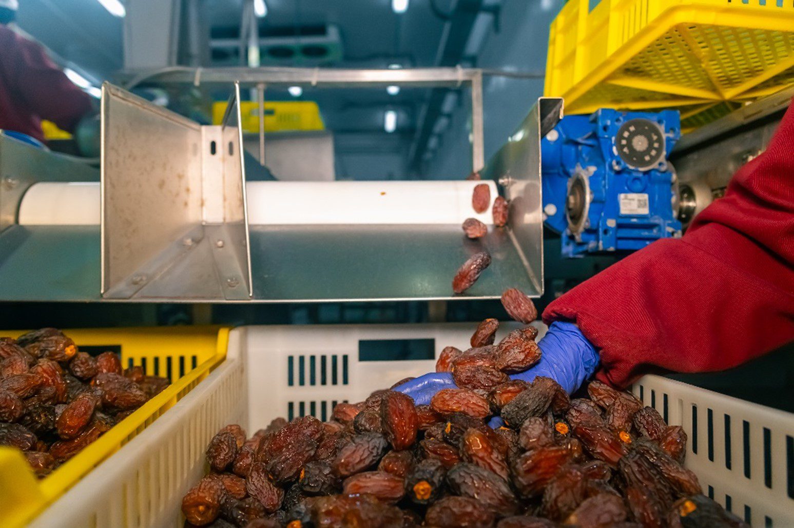 صناعة التمور المصرية تواجه مشكلات هدر الإنتاج