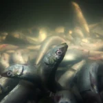 نفوق أسماك مزارع بحيرة المنزلة المصرية.. ما علاقته بارتفاع الحرارة؟