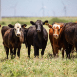 لماذا لا تريد الدول شراء لحوم الأبقار الأميركية ويفضل الأميركيون الأسترالية؟  