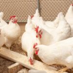 إنفلونزا الطيور.. اجتماع تاريخي في البرازيل يبحث الانتشار السريع للمرض الذي طال 83 نوعًا من الثدييات