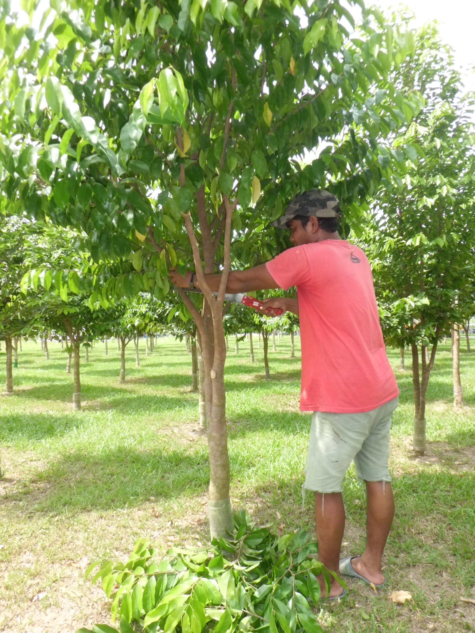 أساليب التقليم الصينية ترفع إنتاجية المانجو