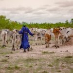 إعلان 2026 السنة الدولية للمراعي والرعاة لتسليط الضوء على دورهما في إنتاج غذائي مستدام