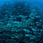 اتفاقية التنوع البيولوجي البحري خارج نطاق الولاية الوطنية تبدأ التنفيذ.. الفاو ترحب<br><span  style=' color: grey; text-align: right;'>تغطي ما يقارب ثلثي محيطات العالم</span>