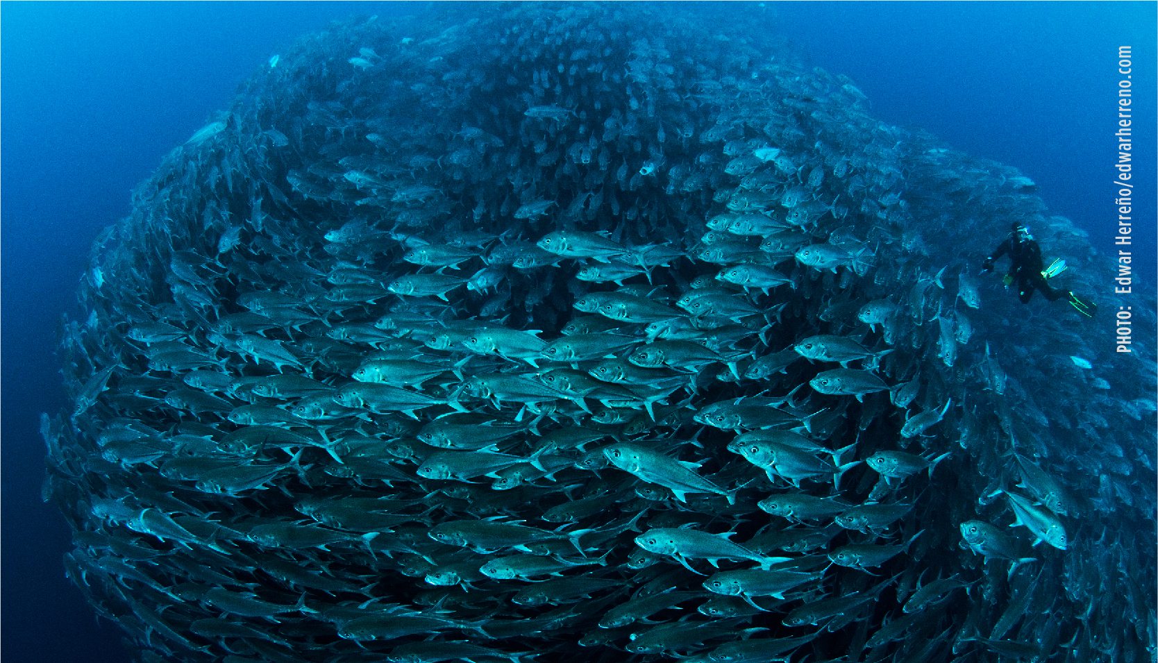 اتفاقية التنوع البيولوجي البحري خارج الولاية الوطنية تدخل حيز التنفيذ