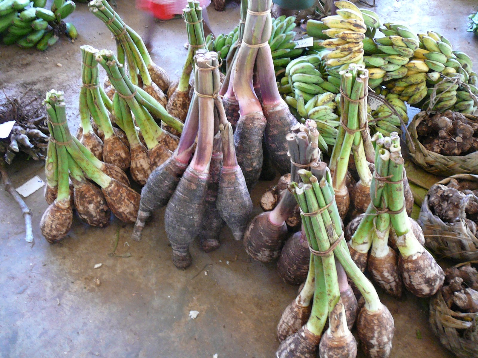 أخد أنواع القلقاس في فانواتو