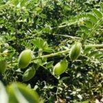 الحمص في لبنان.. مساعي لزيادة الإنتاج المحلي لتلبية 40% من الاحتياجات في 2030