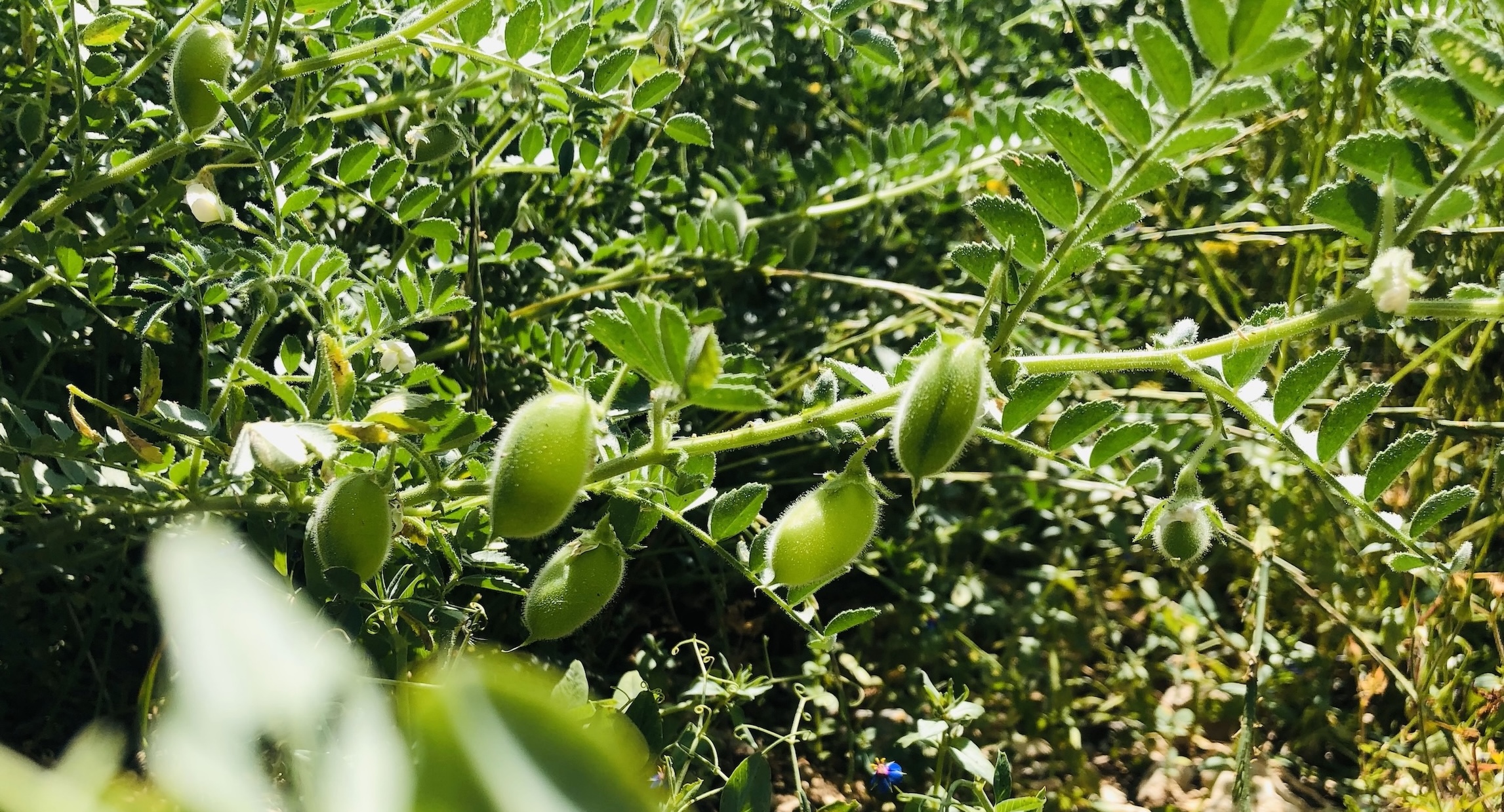 الحمص في لبنان يسعى إلى احتلال مكانته مجددًا