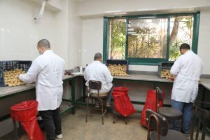 وحدة من وحدات معمل البطاطس في مصر