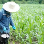 إمدادات الأسمدة في آسيا مهددة.. الحرب في إيران توقف كبار المصدرين<br><span  style=' color: grey; text-align: right;'>تراجع الإنتاج في الهند بسبب توقف واردات الغاز الطبيعي من قطر للطاقة</span>