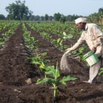 حظر صادرات أسمدة نترات الأمونيوم الروسية.. لكن لماذا أوروبا أكبر الضحايا؟