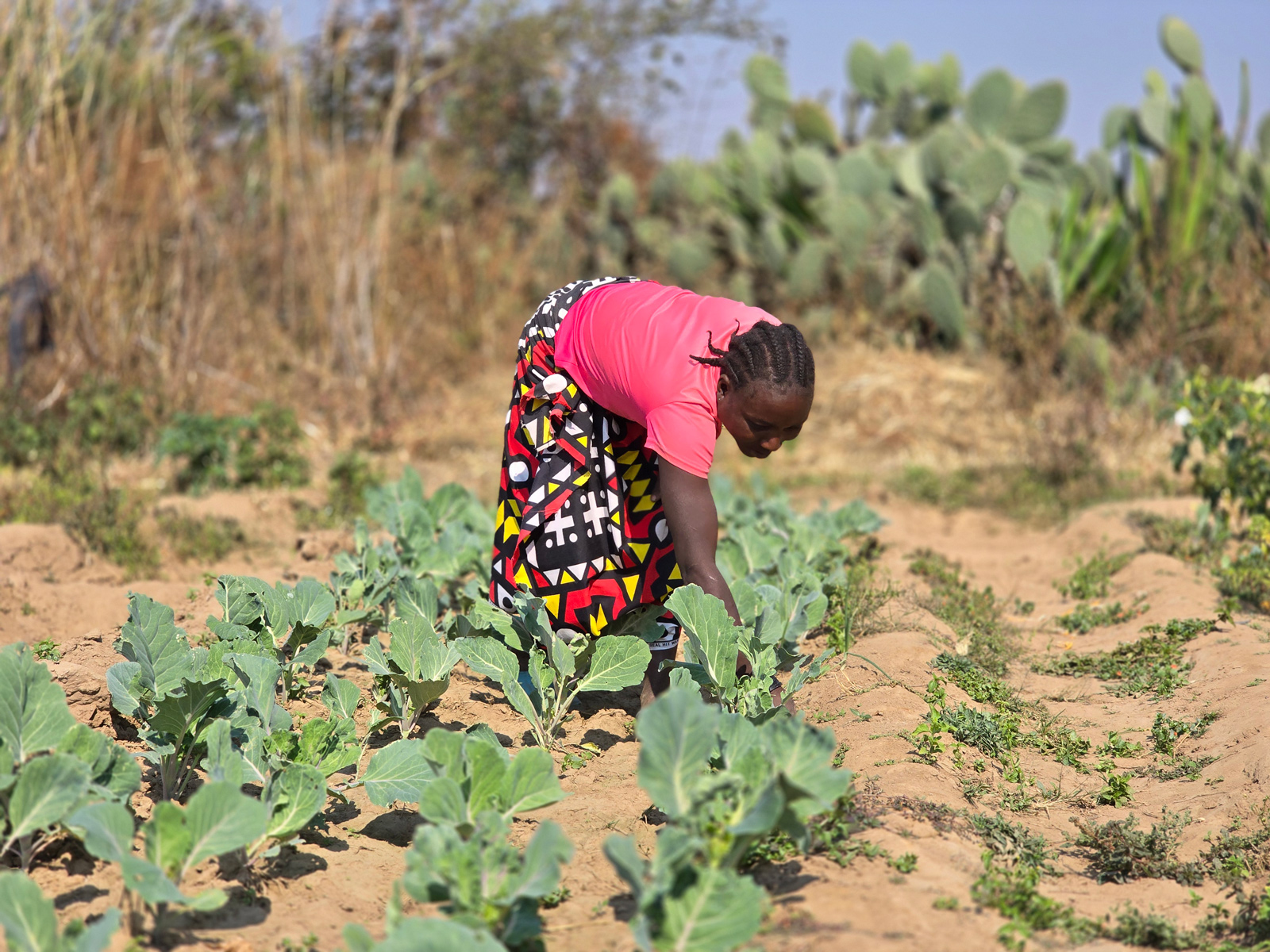 آنا إبنة ريتا المزارعة