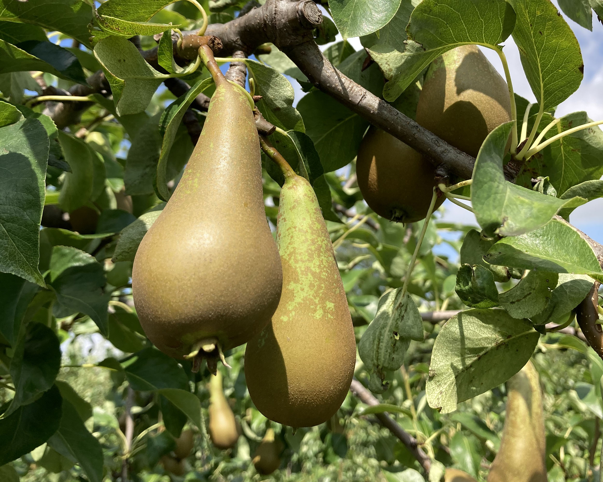 فرع من شجرة كمثرى