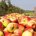 مزارعو التفاح والكمثرى في بريطانيا: هدنة الأسبوعين لحرب إيران متأخرة جدًا<br><span  style=' color: grey; text-align: right;'>حسم تكاليف الموسم الزراعي</span>