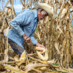 اضطرابات أسعار الأسمدة تعيد رسم خريطة الأمن الغذائي العالمي