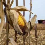 اضطرابات مضيق هرمز تضغط على أسعار الذرة والألبان في أميركا