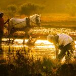 الحرارة الشديدة تدفع إنتاج الغذاء إلى الانهيار.. وقد تقتل المزارعين (تقرير أممي)<br><span  style=' color: grey; text-align: right;'>ضياع نصف تريليون ساعة عمل سنويًا</span>