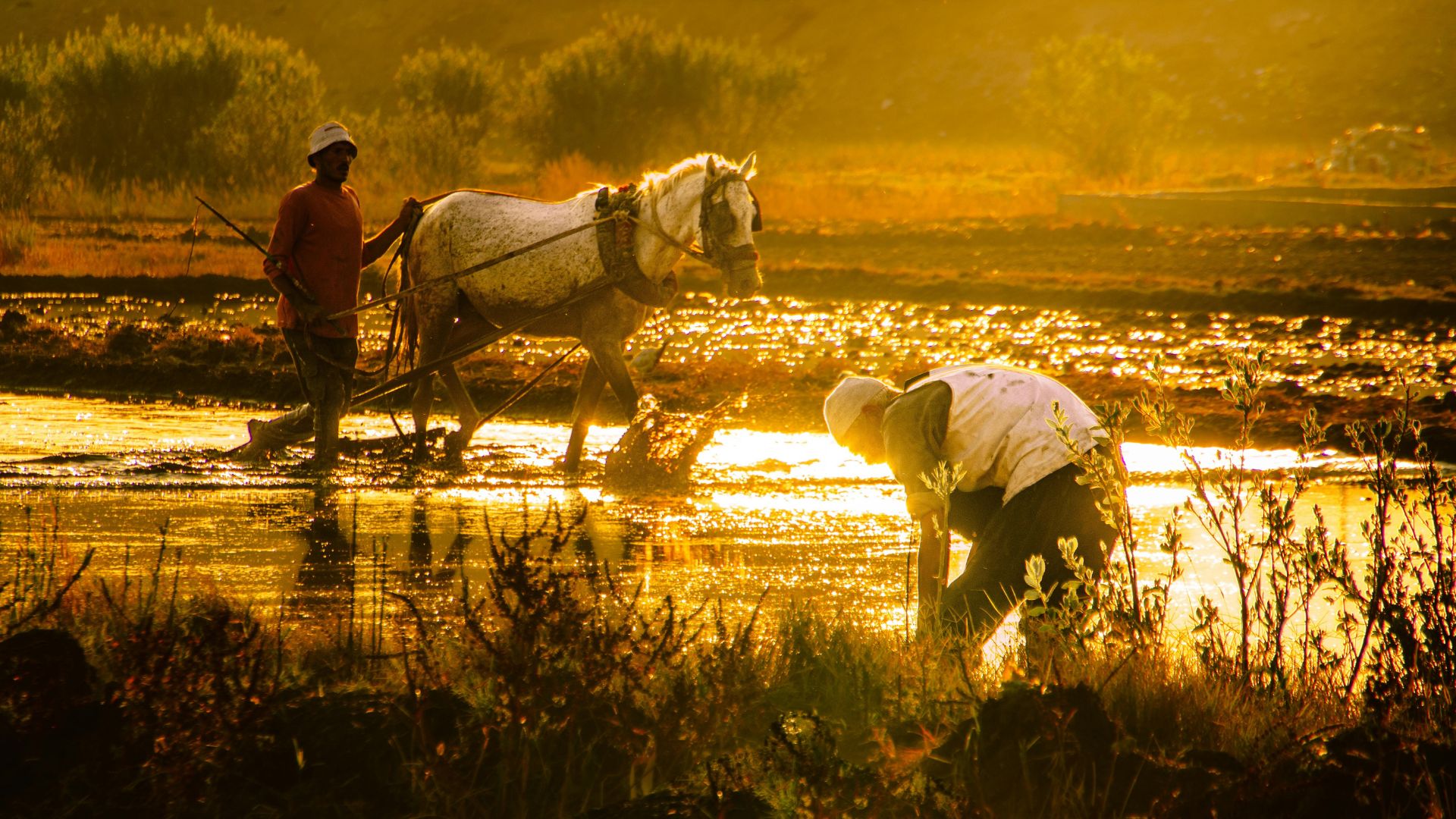 الحرارة الشديدة تؤثر في إنتاج الغذاء والمزارعين