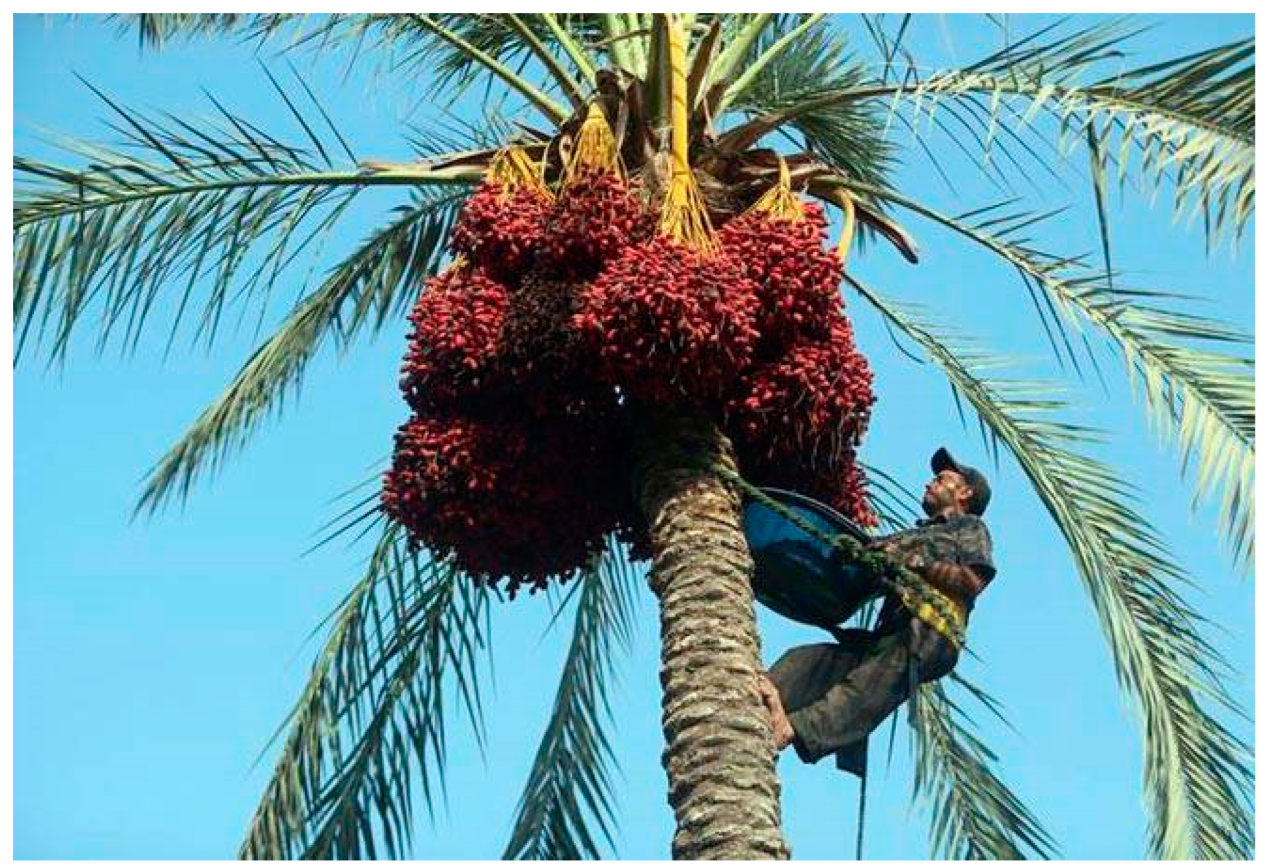 طالع النخل 