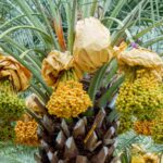 نخيل التمور المصري ينفض أساليبه القديمة.. مياه وأسمدة وتدريب “طالع النخل” (خاص)<br><span  style=' color: grey; text-align: right;'>الدكتور محمد أمين: الشجرة تحتاج إلى 500 لتر مياه يوميًا.. والشركات تعاني ندرة العمالة</span>