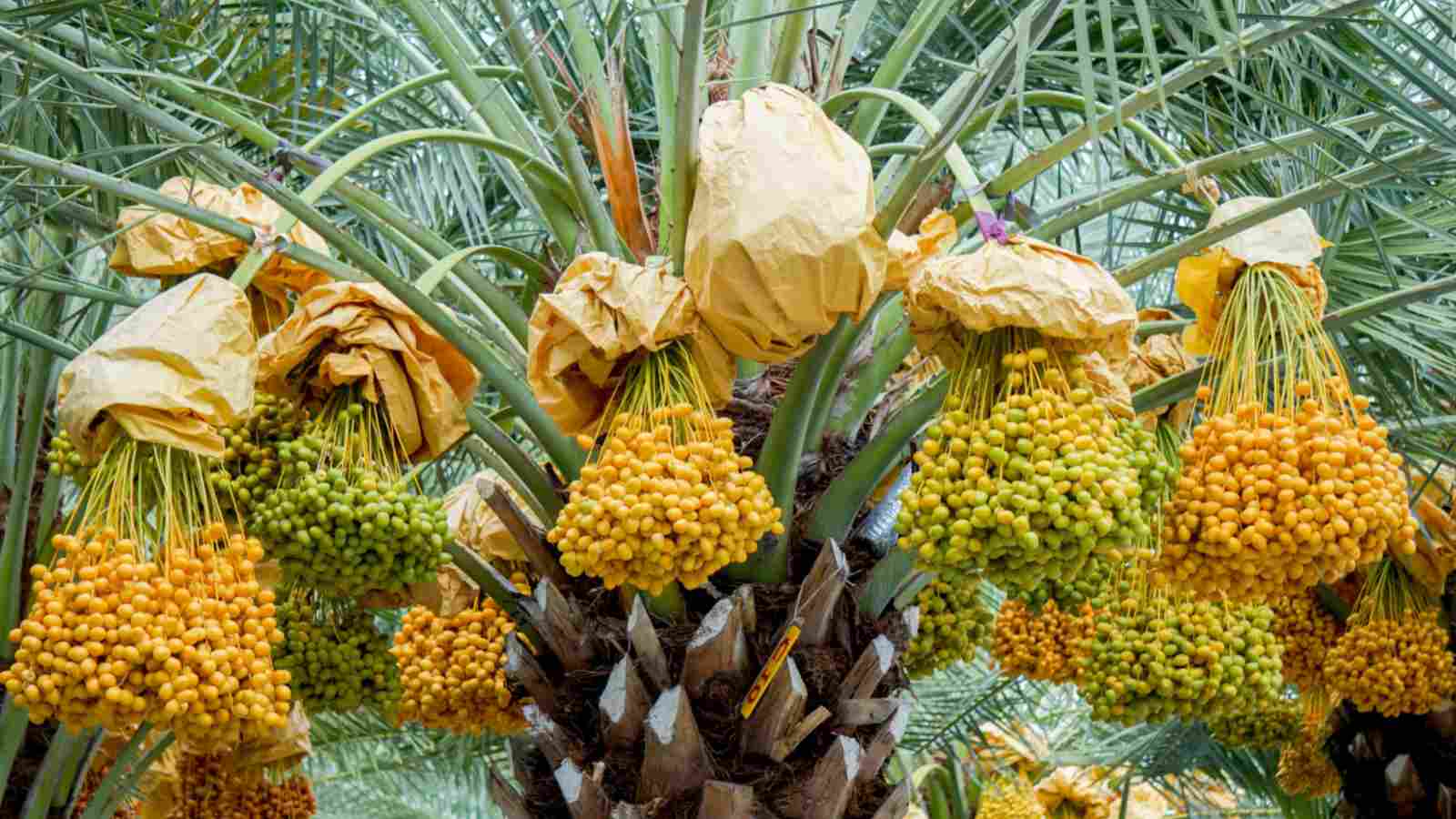 نخيل التمور في مصر يخوض ثورة جديدة