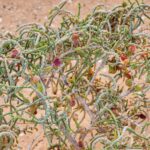 دافوس: المحاصيل المحلية الموسمية ضرورية لتنوع الأغذية ولمواجهة المناخ المتطرف<br><span  style=' color: grey; text-align: right;'>شجيرة لانا الهندية في بعض مناطق الصحراء دليل على التحول عن نباتات ضرورية</span>