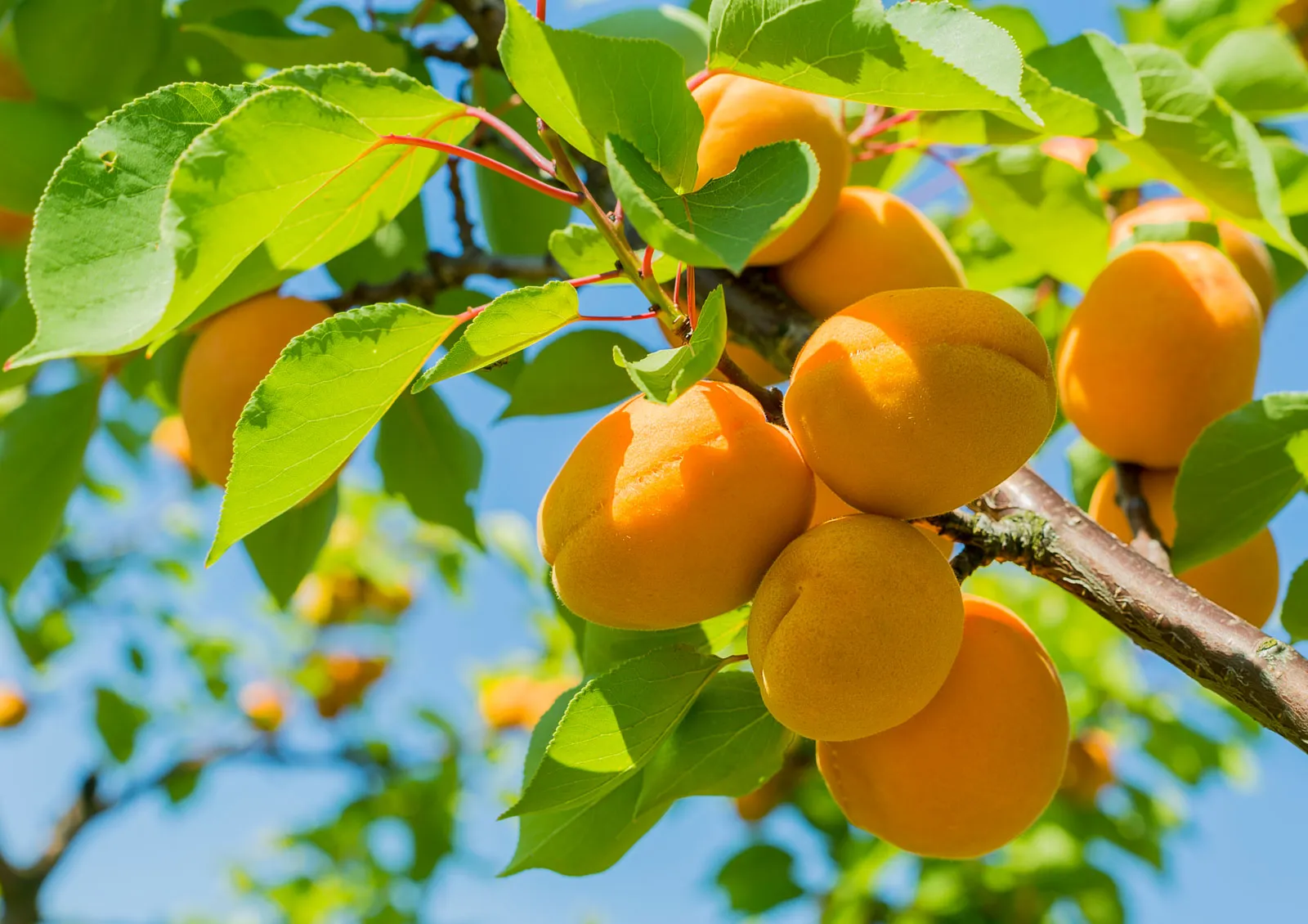 شجرة مشمش