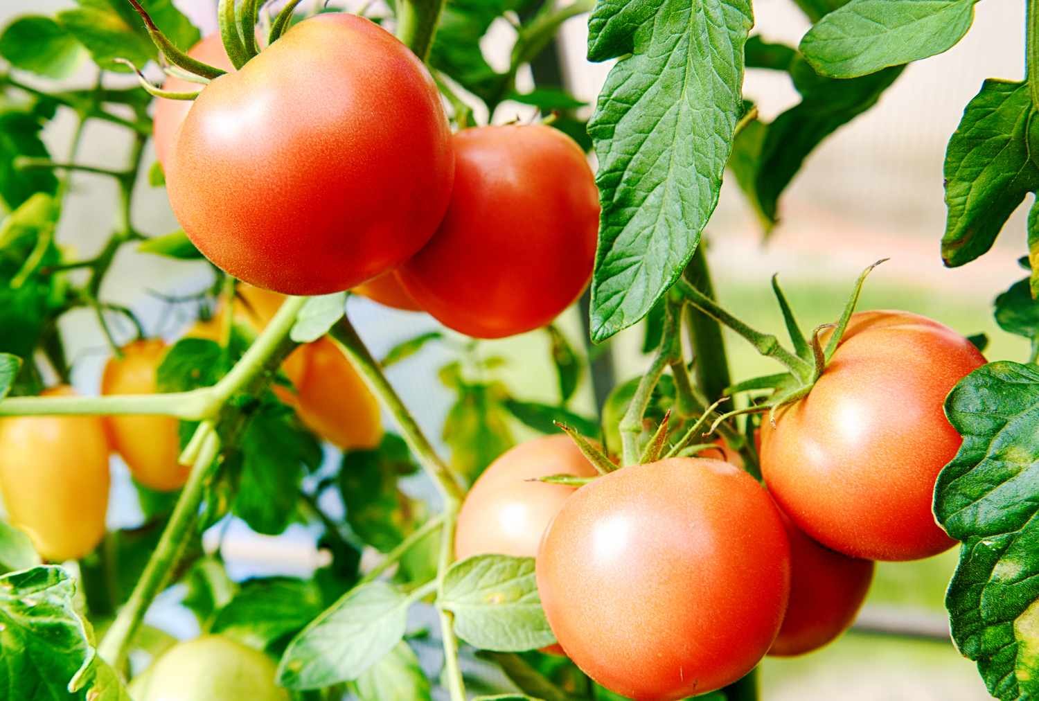 البحث عن سمات وراثية في الطماطم تقاوم تغير المناخ