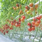 طماطم أذربيجان تحت رحمة السوق الروسية