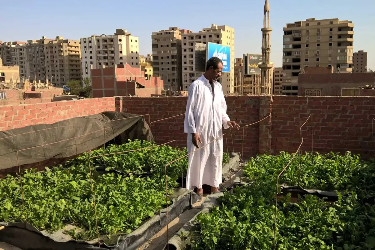 زراعة الأسطح في مصر