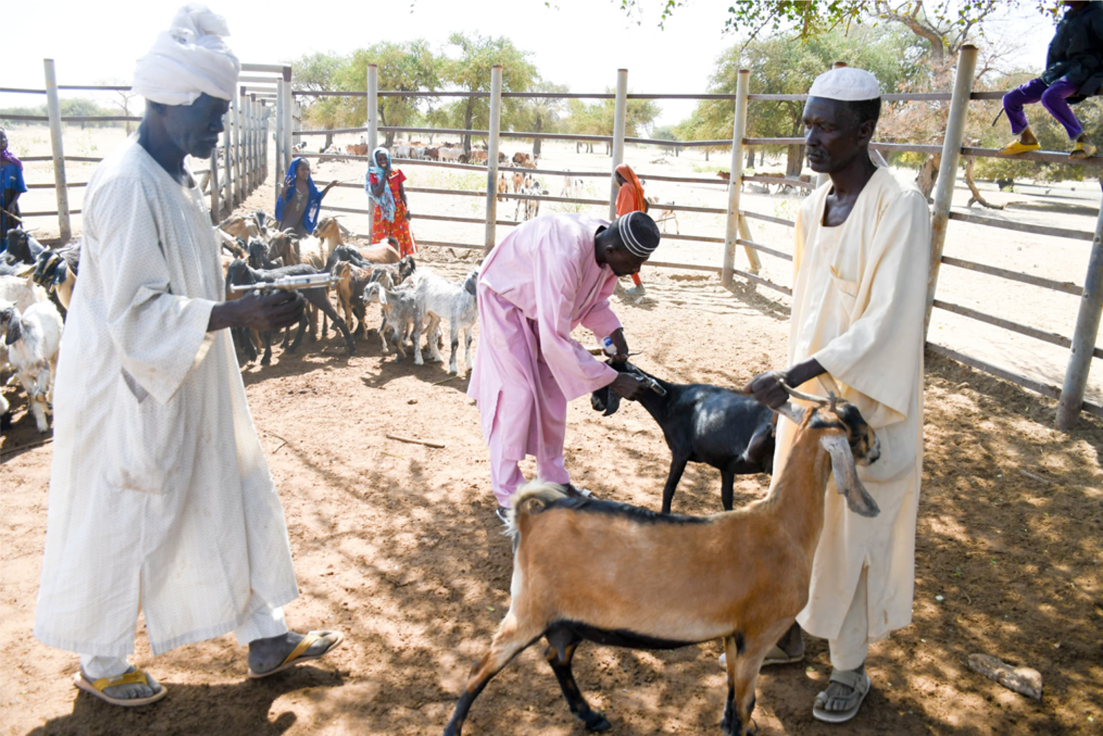 تطعيم الماشية في السودان