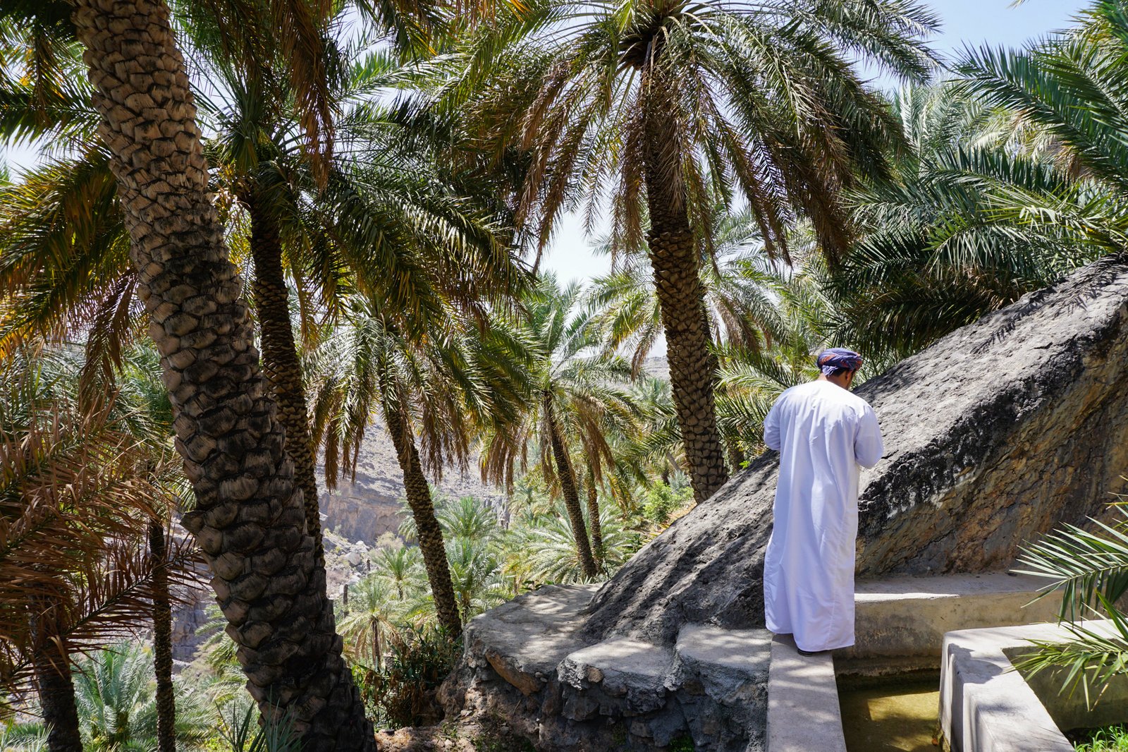 أرض مزروعة بنخيل التمور في سلطنة عُمان 