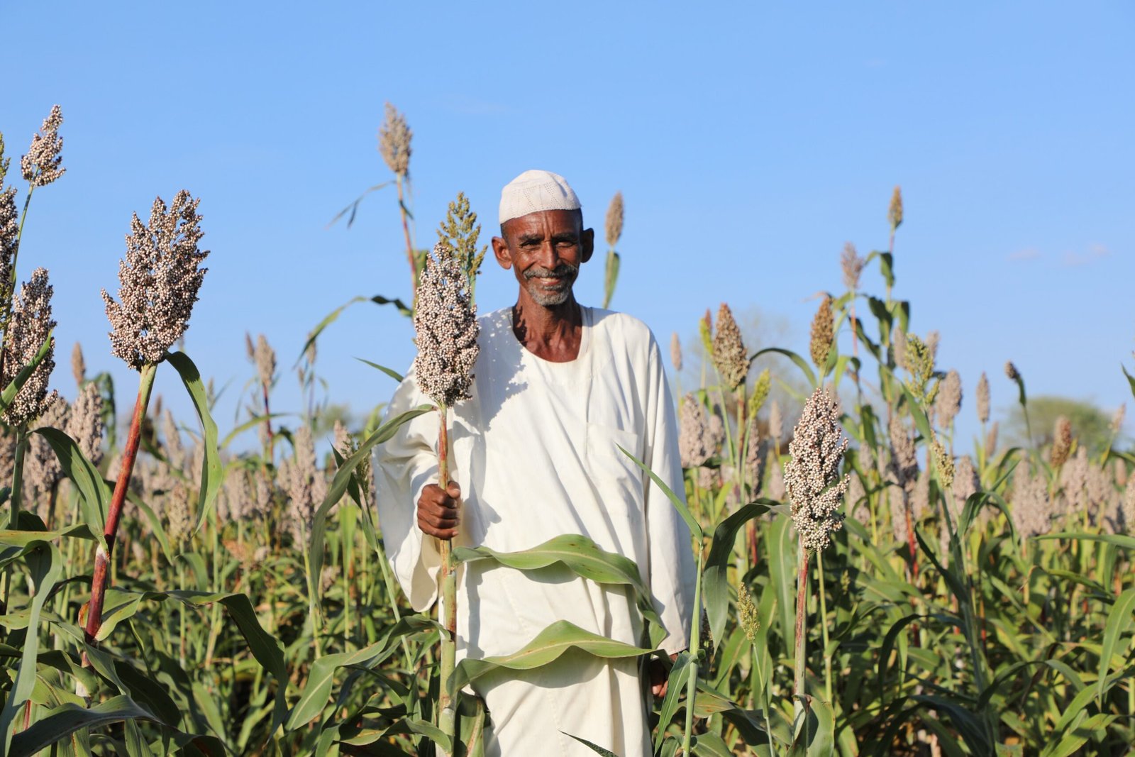 السودان يواصل الإنتاج الزراعي رغم الحرب
