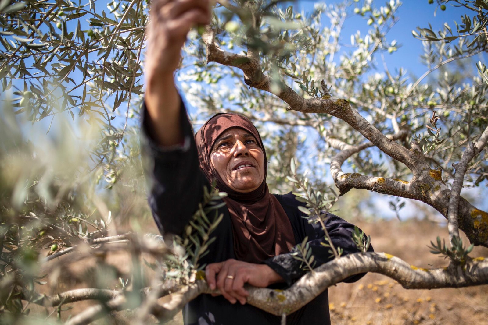 قطف الزيتون في فلسطين يتسبب في قتل المزارعين