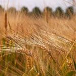 تغير المناخ يعّدل نسب بروتين القمح (دراسة)<br><span  style=' color: grey; text-align: right;'>يؤثر في جودة الخبز</span>