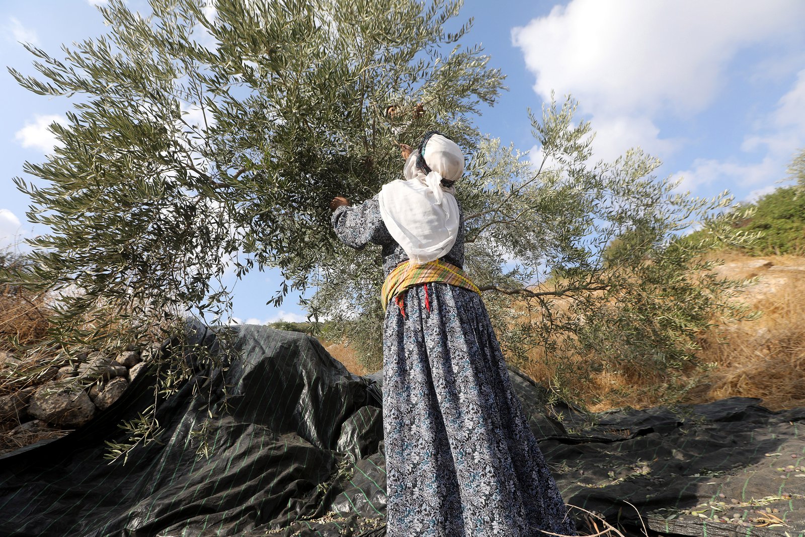تقديرات وزارة الزراعة الفلسطينية تشير إلى تضرر الموسم بأكثر من النصف - الصورة من مجلة التايم